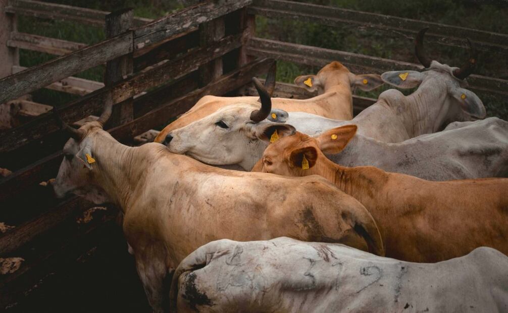 Importaciones de ganado podrían seguirse viendo afectadas por nuevo caso de gusano barrenador. Foto: Especial.