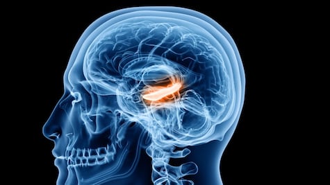 Qué son las "células del tiempo", clave para ordenar nuestros recuerdos