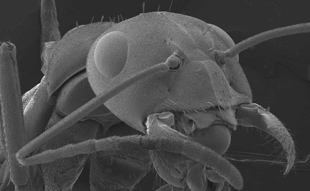 Imagen microscópica de una hormiga roja. Foto: EFE/S.Gschmeissner, archivo 