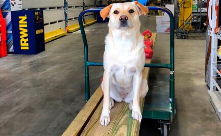 Roban auto con perra adentro; dueño ofrece 10 mil dólares por su mascota en EU