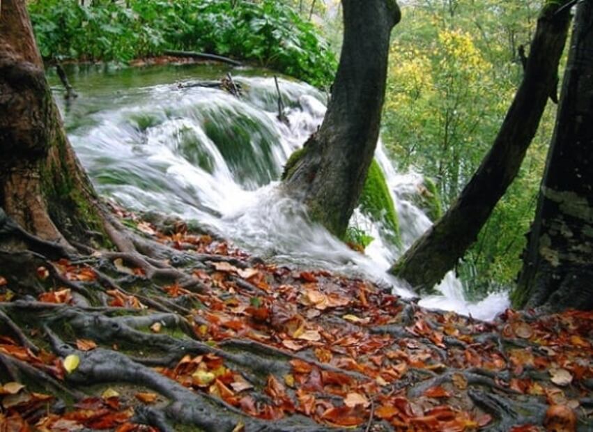 5 bosques espectaculares del mundo