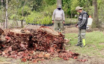 Preparan a palmera centenaria de Glorieta de La Palma para ser intervenida por artistas