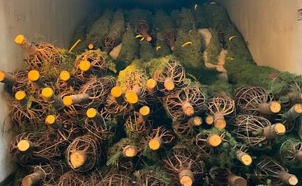 Profepa ha revisado más de 160 mil árboles navideños; busca evitar plagas en el país