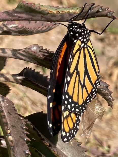 21. Transformación de crisálida a macho de mariposa monarca.  ©Omar Vidal