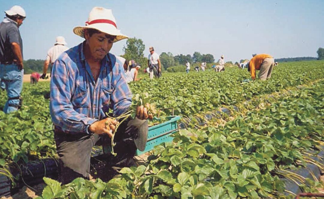 Several farmworkers living in Canada have contracted COVID-19 - Photo: File photo/EL UNIVERSAL