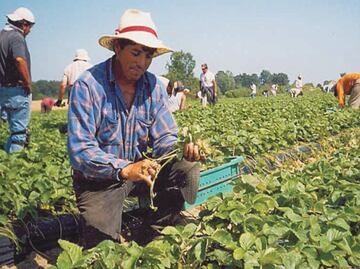 Mexico and Canada agree to improve the working conditions of Mexican farmworkers