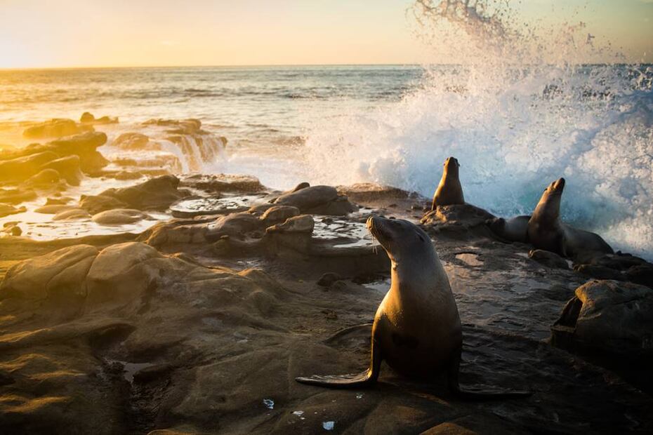 Colonias de focas y lobos marinos abundan en gran parte de la costa de San Diego, bañada por el océano Pacífico. Foto: iStock