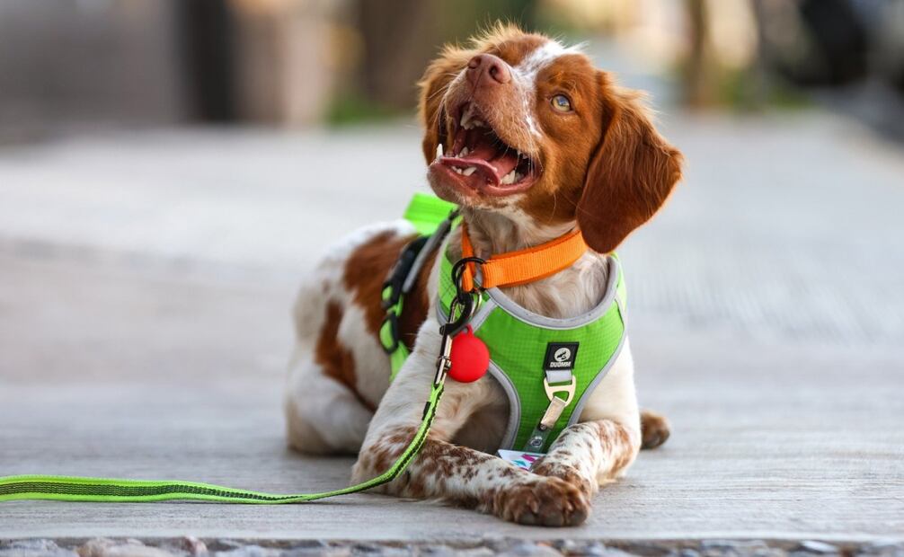 Conoce a Manchas, el primer perro buscafugas de agua del país (08/09/2025). Foto: Especial