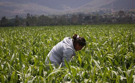 Gobierno coloca segundo bono rosa para mujeres del campo por 3 mil 500 mdp
