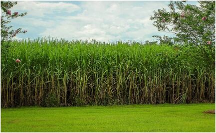 Ajusta Estados Unidos cupo de importación para azúcar mexicana  