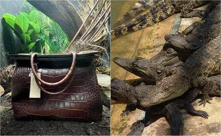 Zoológico exhibe bolso de piel de cocodrilo en sustitución de la especie y se hace viral 