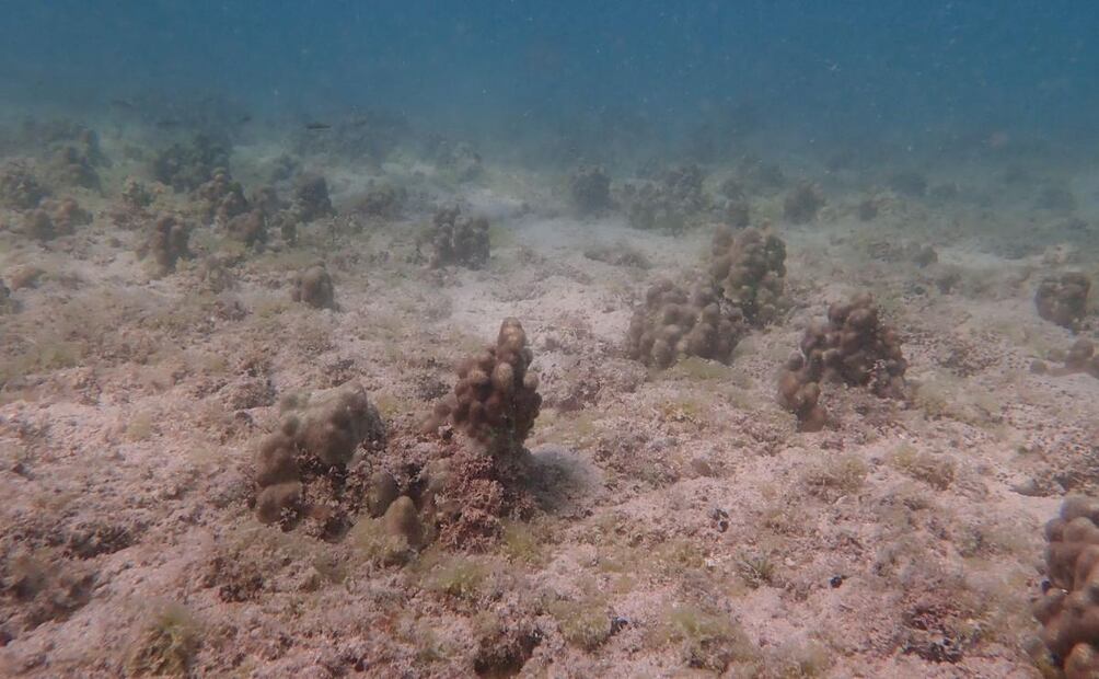 Zona que anteriormente fue un bosque de sargazo, ahora colonizada por coraldebido a la tropicalización. | Crédito: Fabio Favoreto