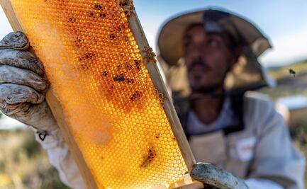 Detectan compuestos radiactivos en miel de abeja de EU a más de 50 años de lluvia nuclear
