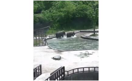 Video. Pareja de elefantes se une para salvarle la vida a su cría