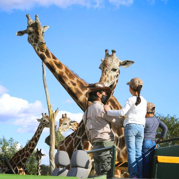 Foto: Áfricam Safari