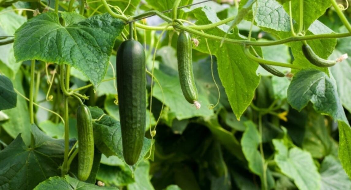 6 frutas que pensabas que eran verduras