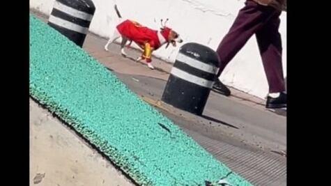 VIDEO: Perrito con atuendo del Chapulín Colorado roba miradas en TikTok