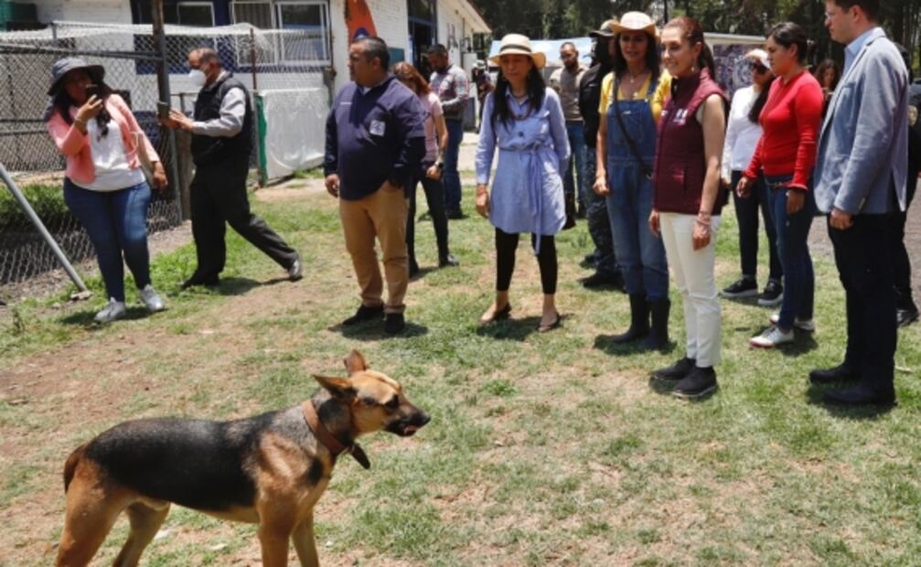 Sheinbaum visita Brigada de Vigilancia Animal de la SSC e invita a adoptar perritos 