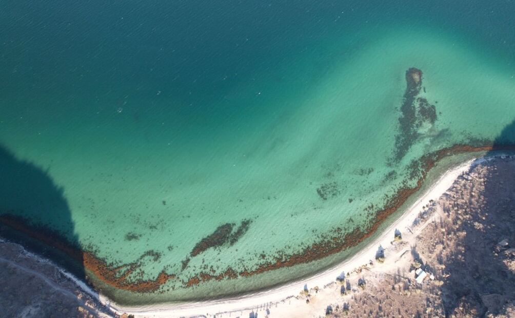 Bosque de sargazo observado desde el dron, como una mancha de color café cercade la costa. | Crédito: Fabio Favoreto