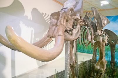 Exhiben restos de mamut en Tultepec
