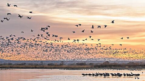 Banda sonora, producida por el cantar de las aves, se silencia por su progresiva extinción