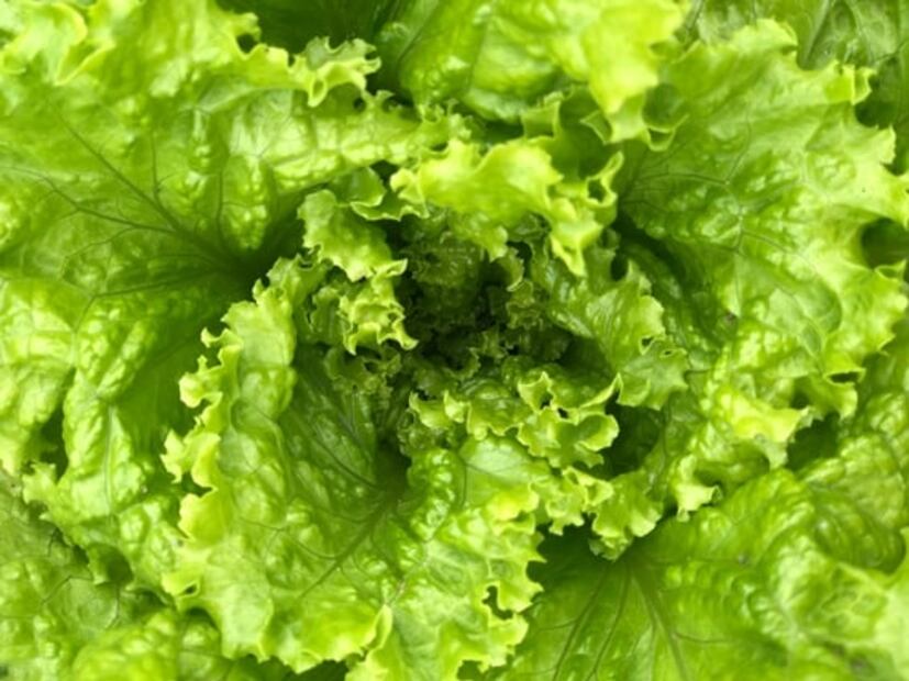 Para qué sirve el agua de lechuga