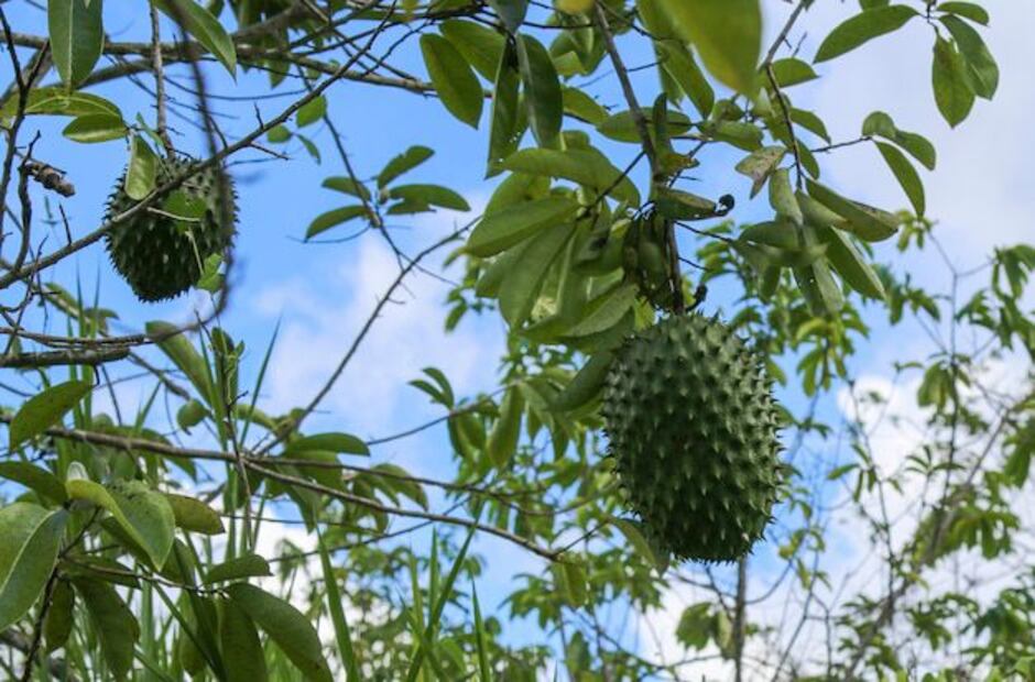 El aceite de guanábana es una opción natural para enfermedades. Fuente: Freepik.