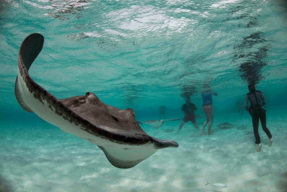 En las playas de Cozumel puedes nadar con mantarrayas. (Foto: Isla Cozumel)