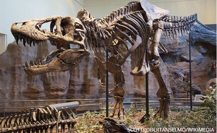 Los Tyrannosaurus Rex no podían correr, sus patas se habrían roto