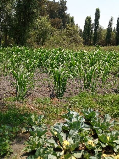 Las chinampas, la opción más sustentable para la alimentación chilanga