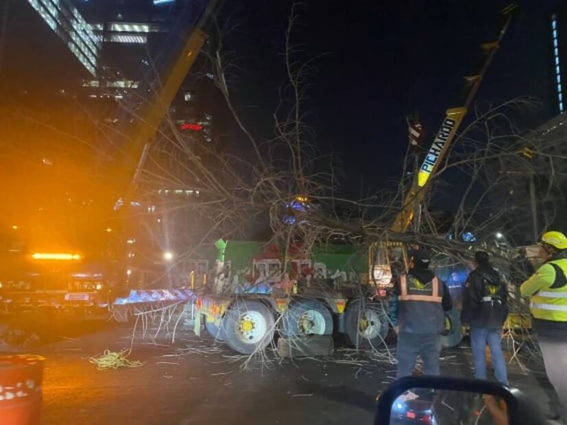 Ahuehuete que estaba sobre Reforma ya está sembrado en Vivero Nezahualcóyotl: Sheinbaum 