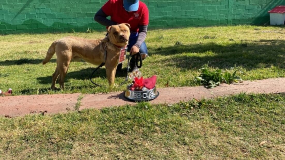 Perritos rescatados del Metro llevarán cartas a los Reyes Magos 