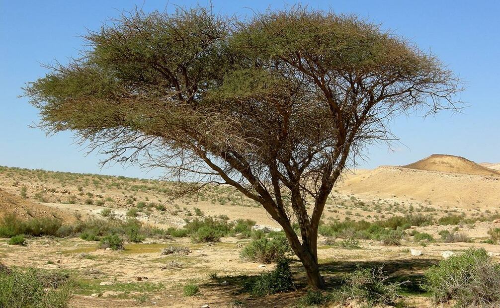 La acacia es un género de árboles propios de África y Oceanía. Su madera ha tenido mucho valor para diversas culturas pero como especie exótica puede ser aún más amenazante que el eucalipto. Foto: Wikimedia Commons.