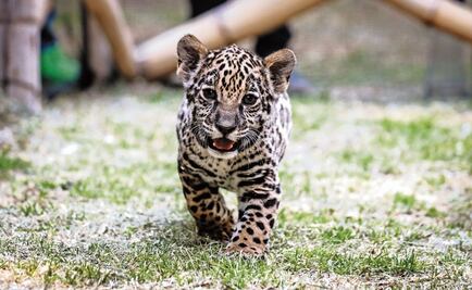 Mexico has more endangered species than any other country