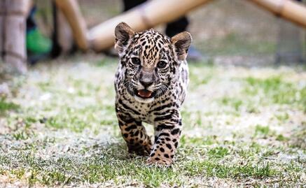 Mexico has more endangered species than any other country