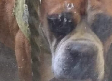 Matan a perro al ponerle pirotecnia en su plato de comida en SLP