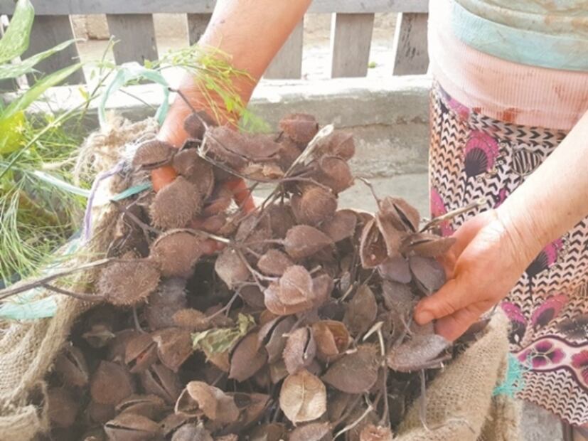 Ellas son las últimas mujeres del achiote