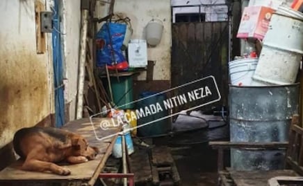 Hombre engorda a más de 100 perros y vende la carne a taquerías de Neza, acusan vecinos