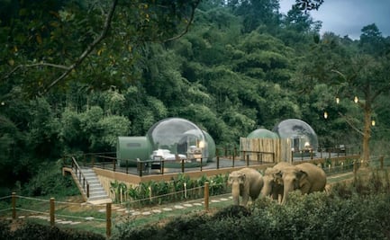 Duerme en un hotel burbuja para contemplar elefantes en libertad