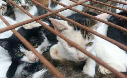 Rescatan a 150 gatos que iban a ser destinados para consumo humano en China 