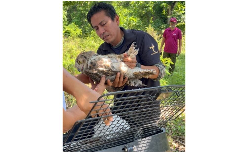 Liberan a 6 ejemplares de animales a la vida silvestre en Tamaulipas este 3 de octubre de 2024. Foto: Especial