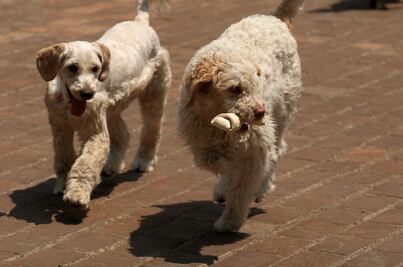 PRD presenta iniciativa para que maltrato animal sea considerado delito