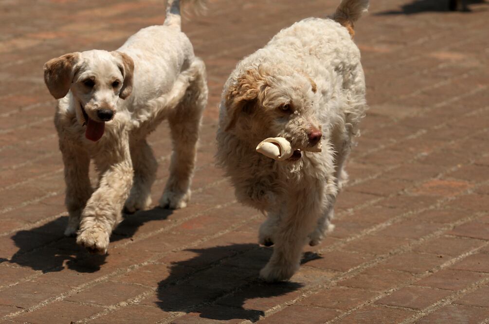 Foto: Archivo/EL UNIVERSAL