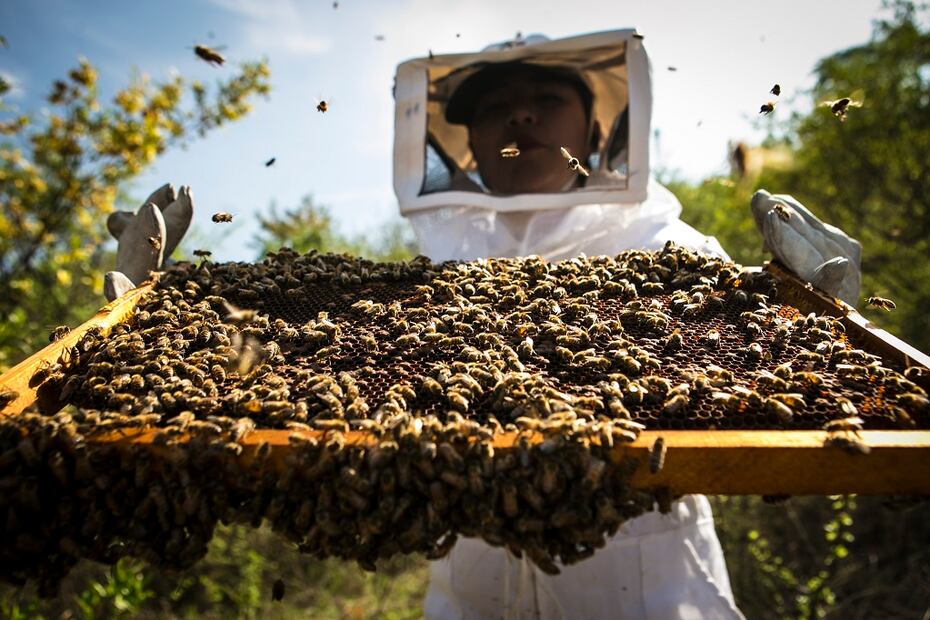 La apicultura es de suma importancia para la ganadería en México. Foto: Mario Arturo Martínez / EL UNIVERSAL