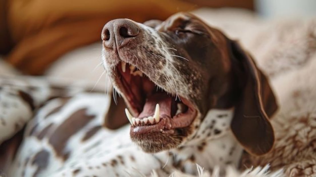 Los misteriosos bostezos de los Perros. Fuente: Freepik.