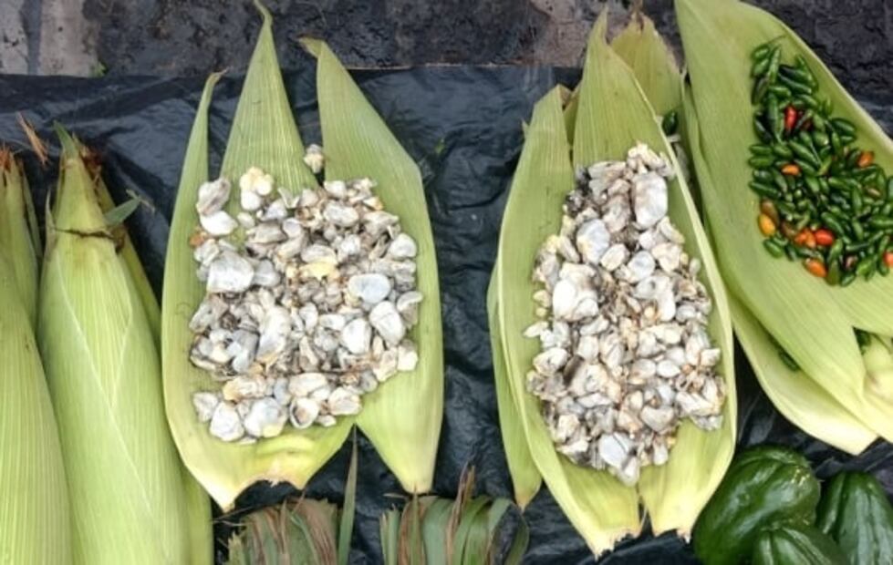 El huitlacoche es considerado el "dios negro de la cocina mexicana". Foto: Archivo EL UNIVERSAL