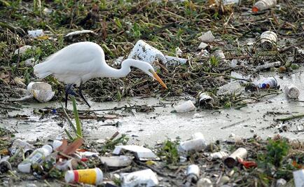 El hombre, la gran amenaza al medio ambiente