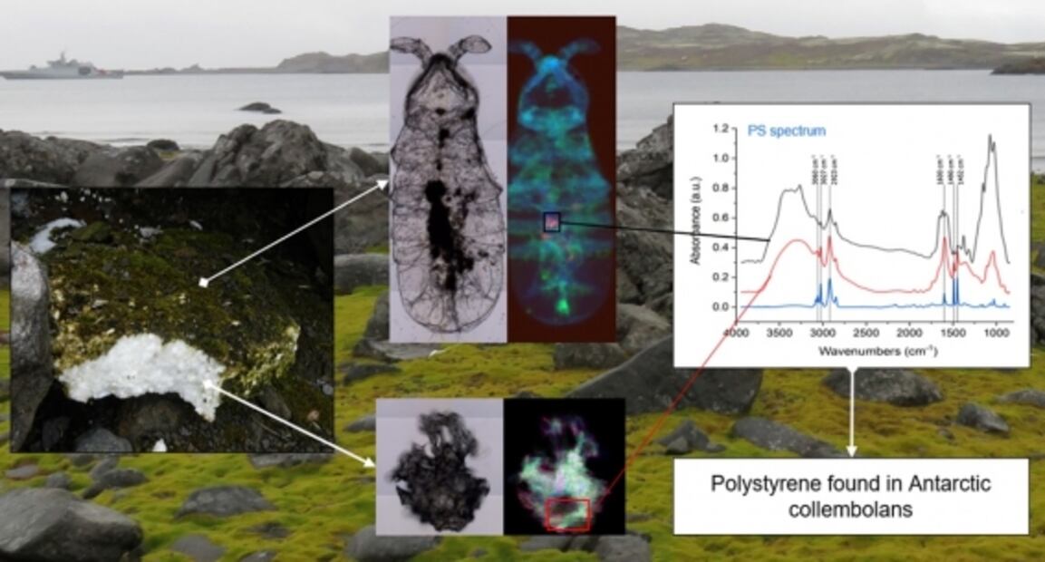 Hallan microplásticos en diminutos animales terrestres de la Antártida