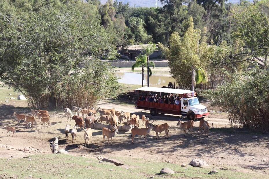 Foto: Zoológico de Guadalajara
