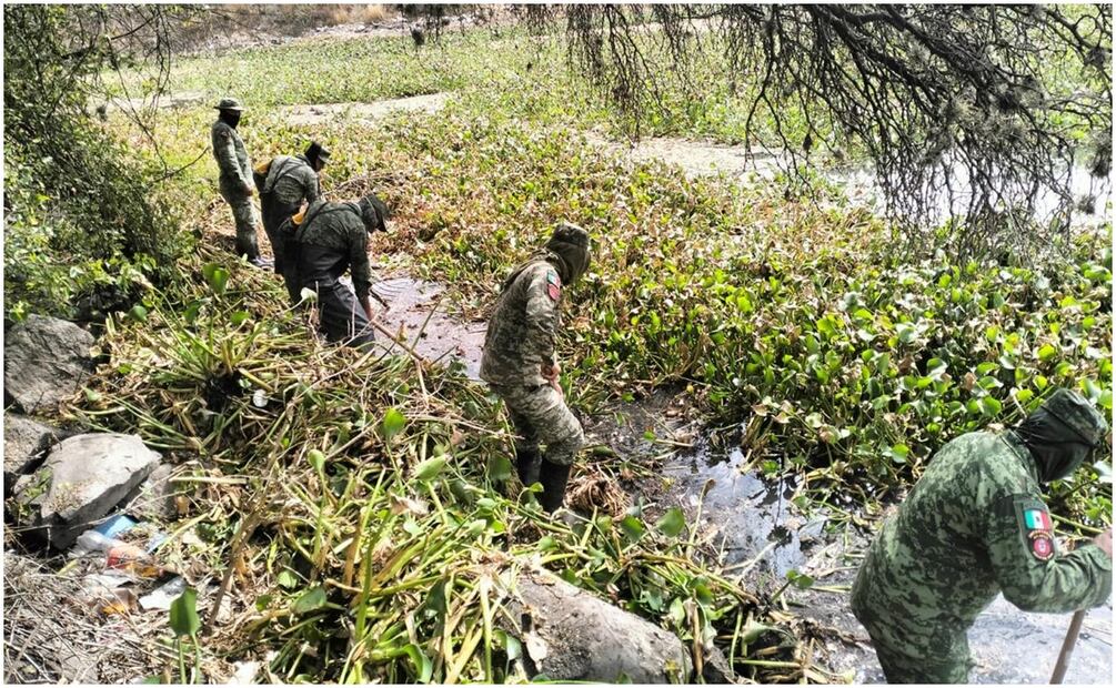 El lirio acuático en la presa Endhó en Hidalgo provoca la presencia de mosquitos portadores de enfermedades (17/01/2025). Foto: Especial